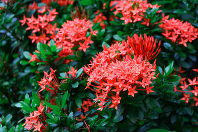 Close-up of red flowering plants