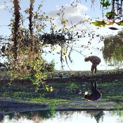 Close-up of plants against sky