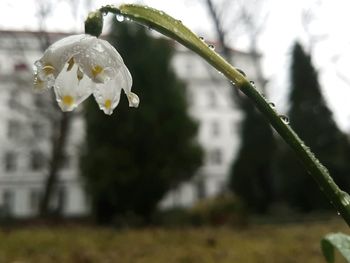 Close-up of water drops on fresh flower tree