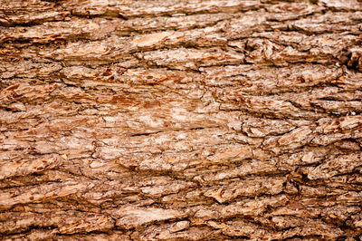 Full frame shot of tree trunk