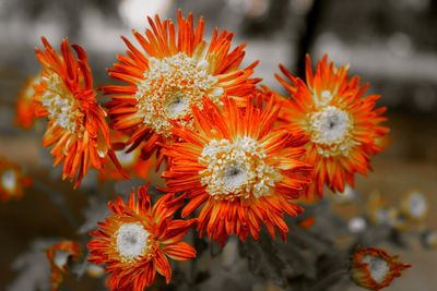 Close-up of orange flowers blooming outdoors