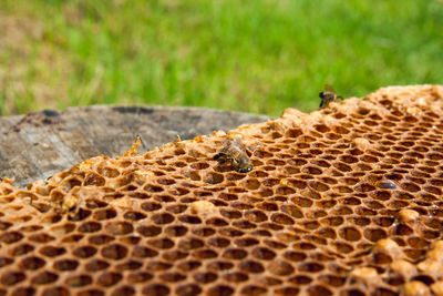 Close-up of bees on honeycomb