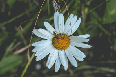 Close-up of white flower blooming outdoors