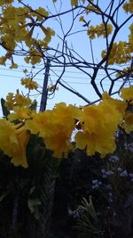 Low angle view of yellow flower tree