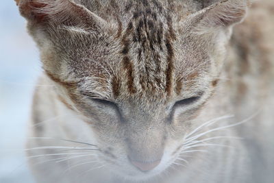 Close-up of cat with eyes closed