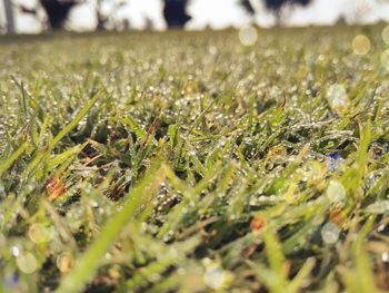 Close-up of grass on field