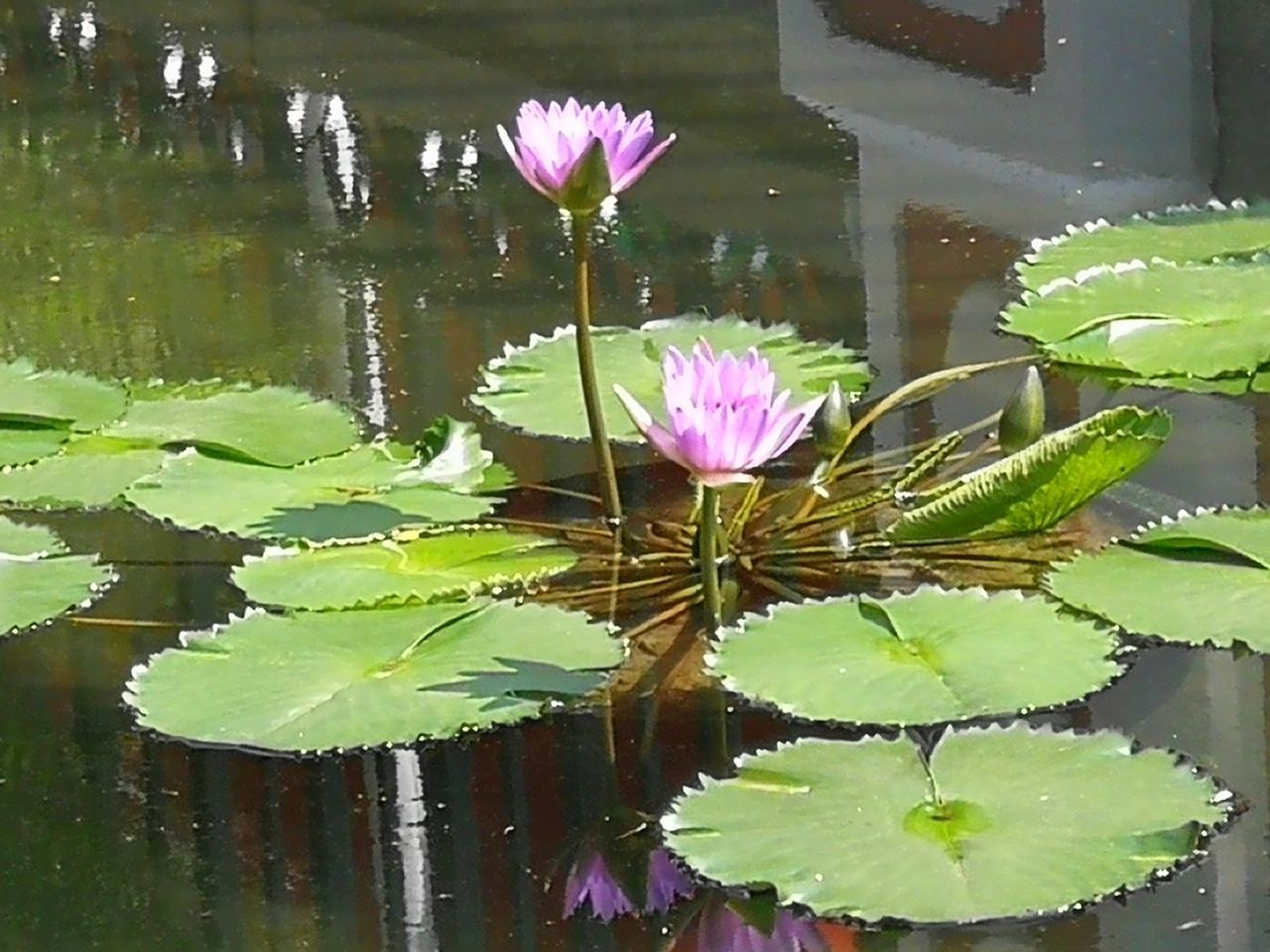 PINK WATER LILY IN LAKE AGAINST PURPLE SKY