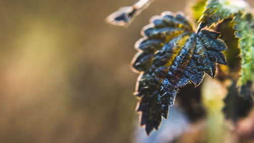 Close-up of frozen plant