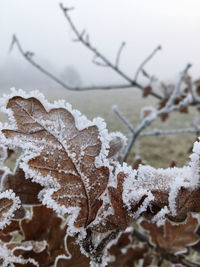 Close-up of frozen plant during winter