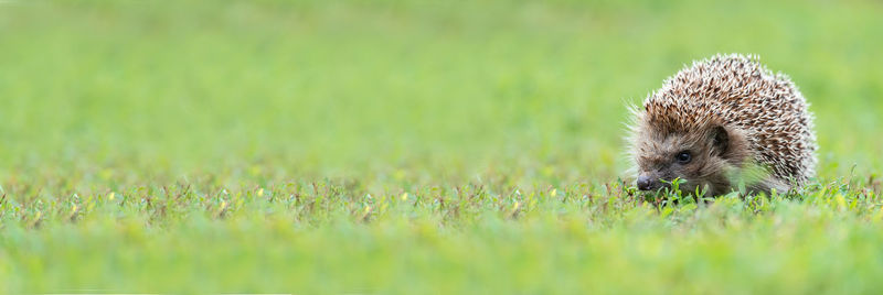 Close-up of an animal on grass