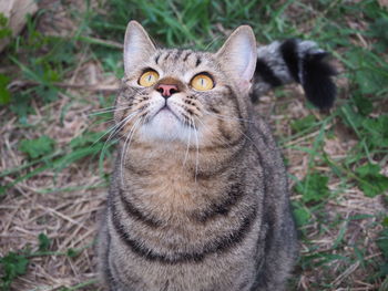 Close-up portrait of a cat