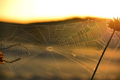 Close-up of spider web