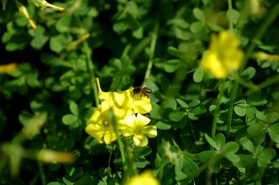 Close-up of insect on yellow flower