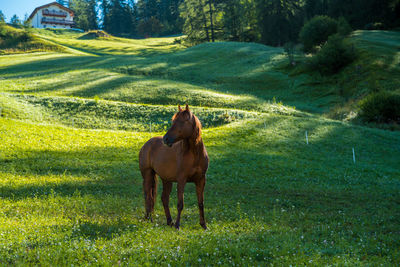 Horse standing in a field