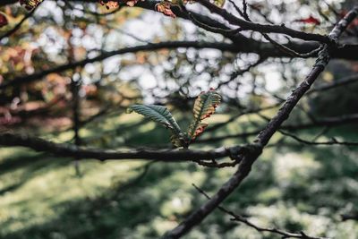 Low angle view of flowering plant on tree