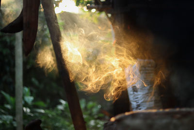 Close-up of smoke emitting from tree