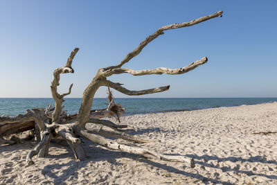 Driftwood on beach against clear blue sky