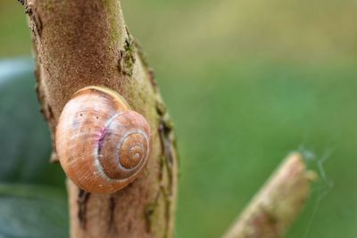 Close-up of snail on tree trunk