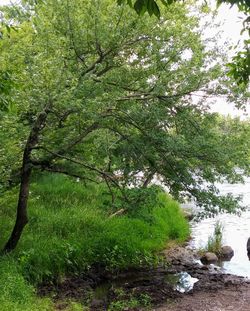 Trees growing in forest