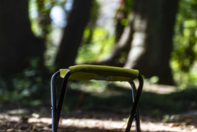 Close-up of tree trunk in forest