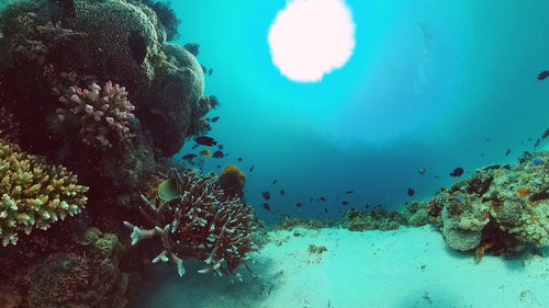 undersea