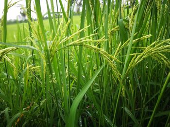 Close-up of fresh green grass in field