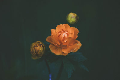 Close-up of rose against black background