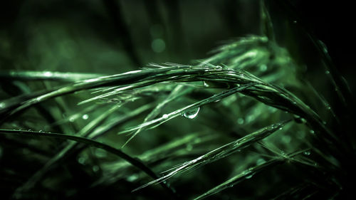 Close-up of wet grass