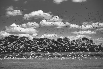 Flock of birds flying in the sky