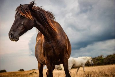 Horse standing on field against sky
