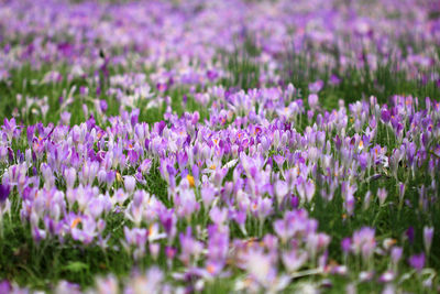 Close-up of purple crocus flowers blooming on field