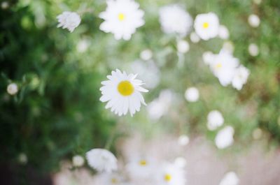 Close-up of white flowers blooming outdoors