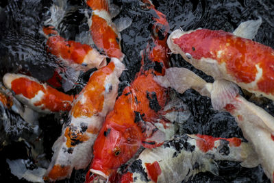 High angle view of koi carps swimming in lake