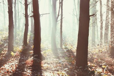 Trees in forest