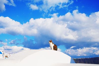 Low angle view of white horse against sky