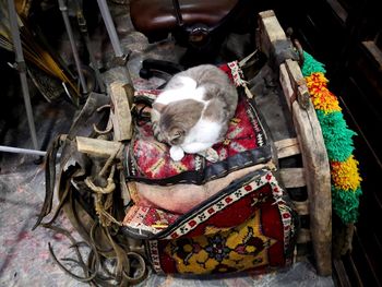 High angle view of cat sleeping