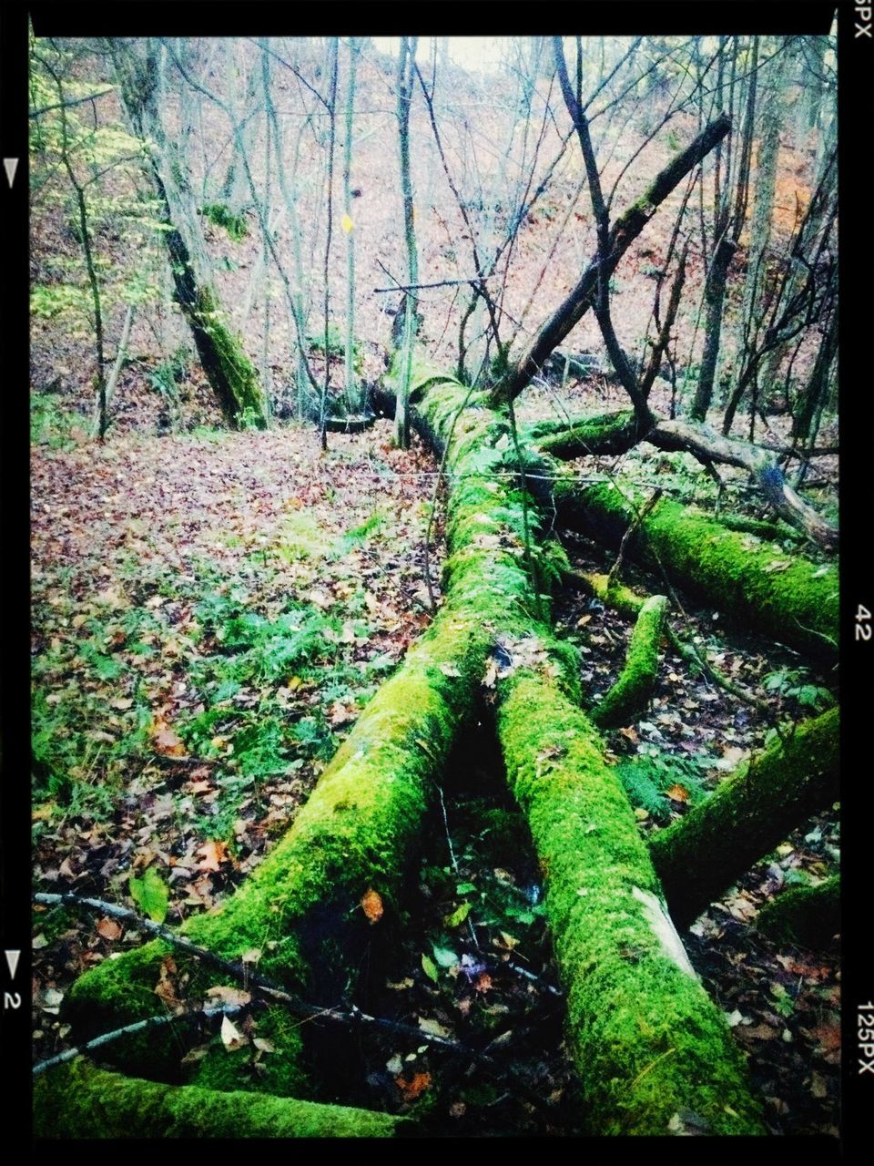 transfer print, tree, auto post production filter, tree trunk, forest, branch, growth, tranquility, nature, tranquil scene, green color, woodland, bare tree, beauty in nature, day, outdoors, wood - material, moss, no people, scenics