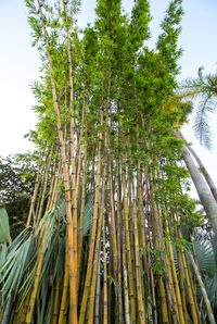 Low angle view of bamboo trees in forest
