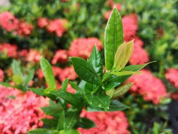 Close-up of red flowering plant