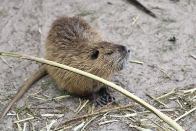 High angle view of an animal on field