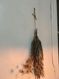 Close-up of dry plant hanging against wall