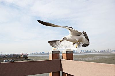 Seagull flying over sea against sky