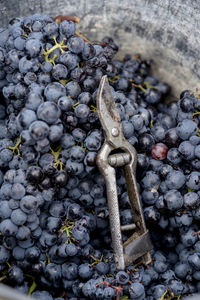 High angle view of grapes in container