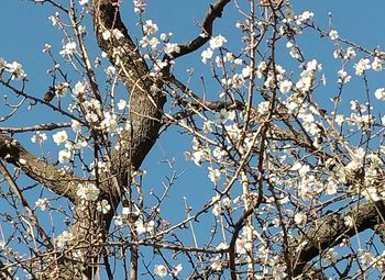 Low angle view of cherry tree against blue sky