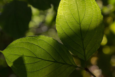 Close-up of fresh green leaf