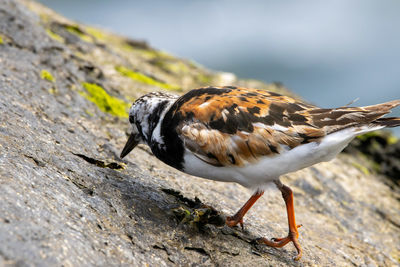 Close-up of a bird