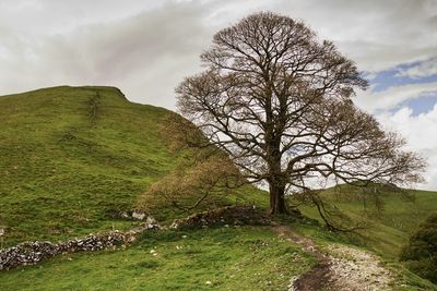 Bare tree on landscape against sky