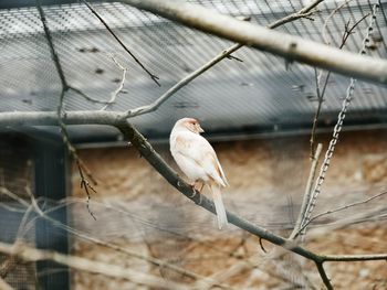 Close-up of bird perching in cage