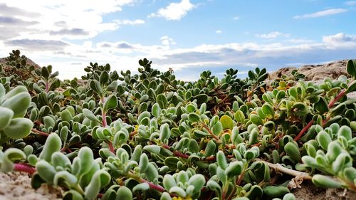 Close-up of plants growing on field against sky