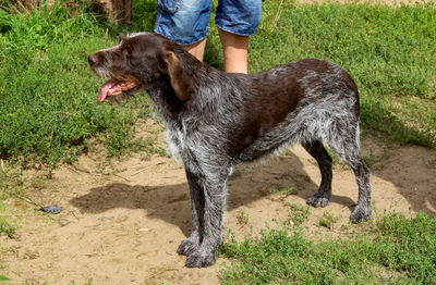 Low section of person with dog on field